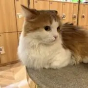 オーラン
