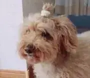 コモコモの画像