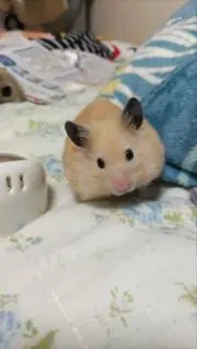 こはたんの画像