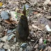 こばちの画像