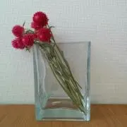 midoriの画像