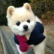 かりの画像
