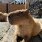 カピバラさんの画像