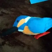 カワセミ9の画像