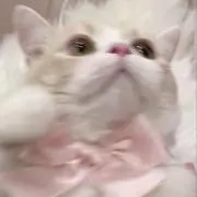 みゆの画像