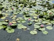 かめのおやこ