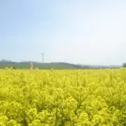 だだ