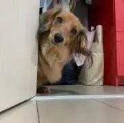 まろすけ