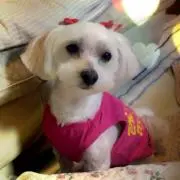 あんず