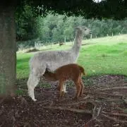 ドルモン