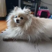 ゆうの画像