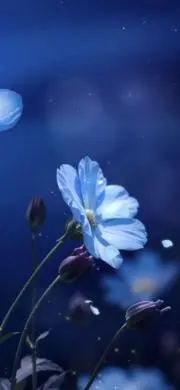 Annaの画像