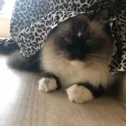 つむの画像