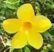 * hana *の画像
