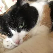 ねこ缶の画像