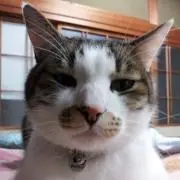 やしやしの画像