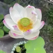 どろたぼうずの画像