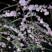 ひかるの画像