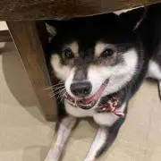 なかしの画像