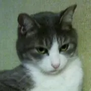 なばにゃん