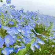 レノの画像