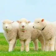 akkoの画像