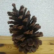 Hの画像