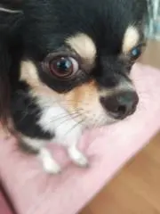 のあうさ