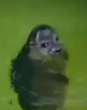 アザラシの光一