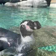 カピバラさんの画像