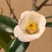 monmonの画像