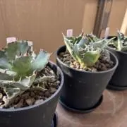 コウイチの画像