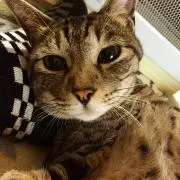 ぬこの画像
