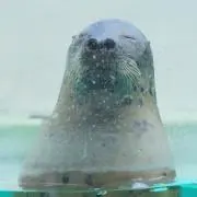 なおの画像