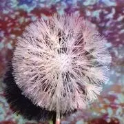 冬将軍の画像