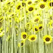 maiの画像