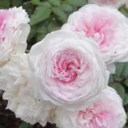 RARAの画像