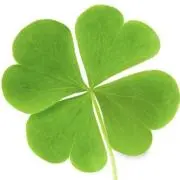 Clover♣︎の画像