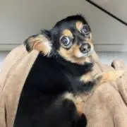 べべの画像