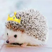 ハリネズミ サリー☆の画像