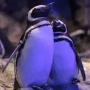 Sweet Penguin