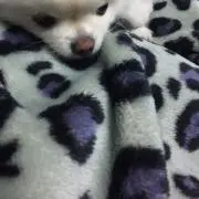 chooco•*¨*•.¸♬︎の画像