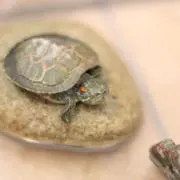 かの画像