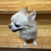 てぃのの画像