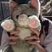 r 即購入可能の画像