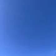 ミジンコの画像