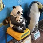 きょんの画像
