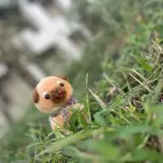 sosoの画像