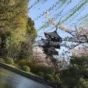 ぴよ