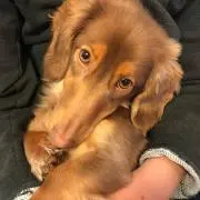 さくの画像